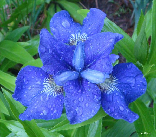 Three Layers / Siberian Iris by Lisa Shea