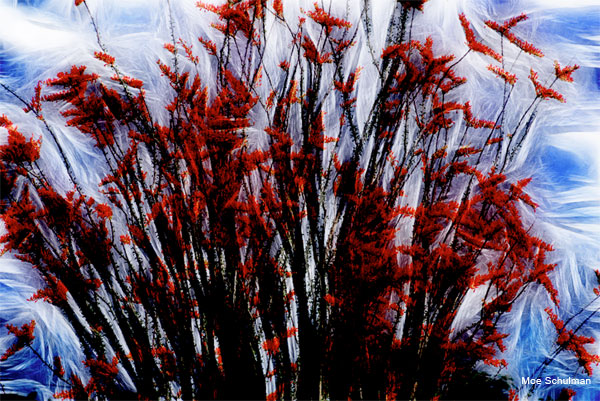 Ocotillo Fantasy by Moe Schulman