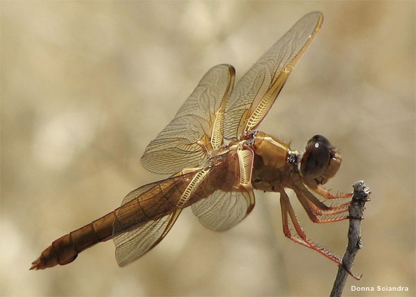 Dragonfly by Donna Sciandra