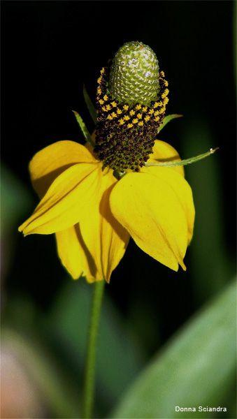 Yellow Mexican Hat by Donna Sciandra