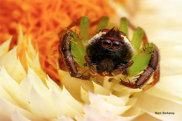 Jumping Spider by Mark Berkerey